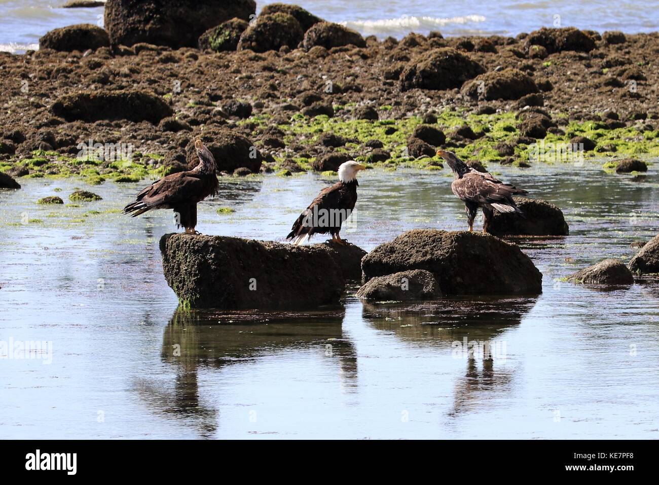 Weißkopf-Seeadler Stockfoto