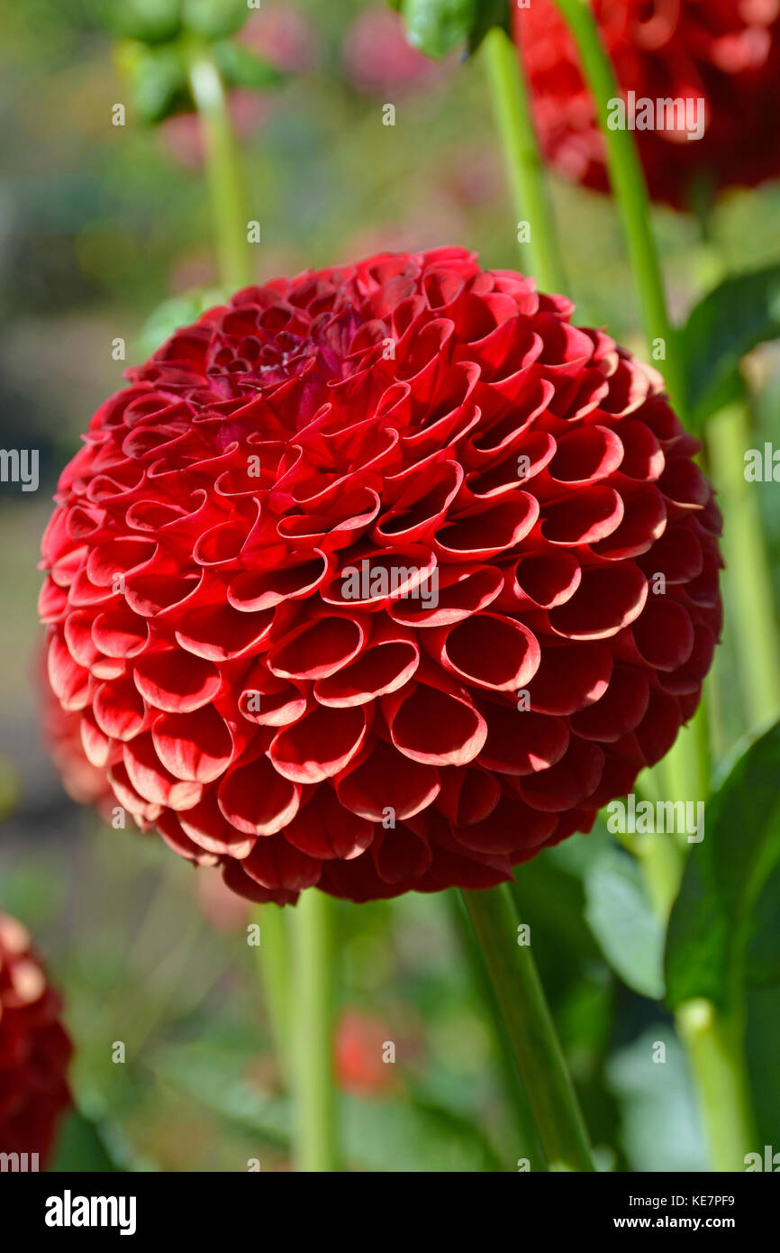 Schöne rote runde Dahlie Blume in voller Blüte Stockfotografie