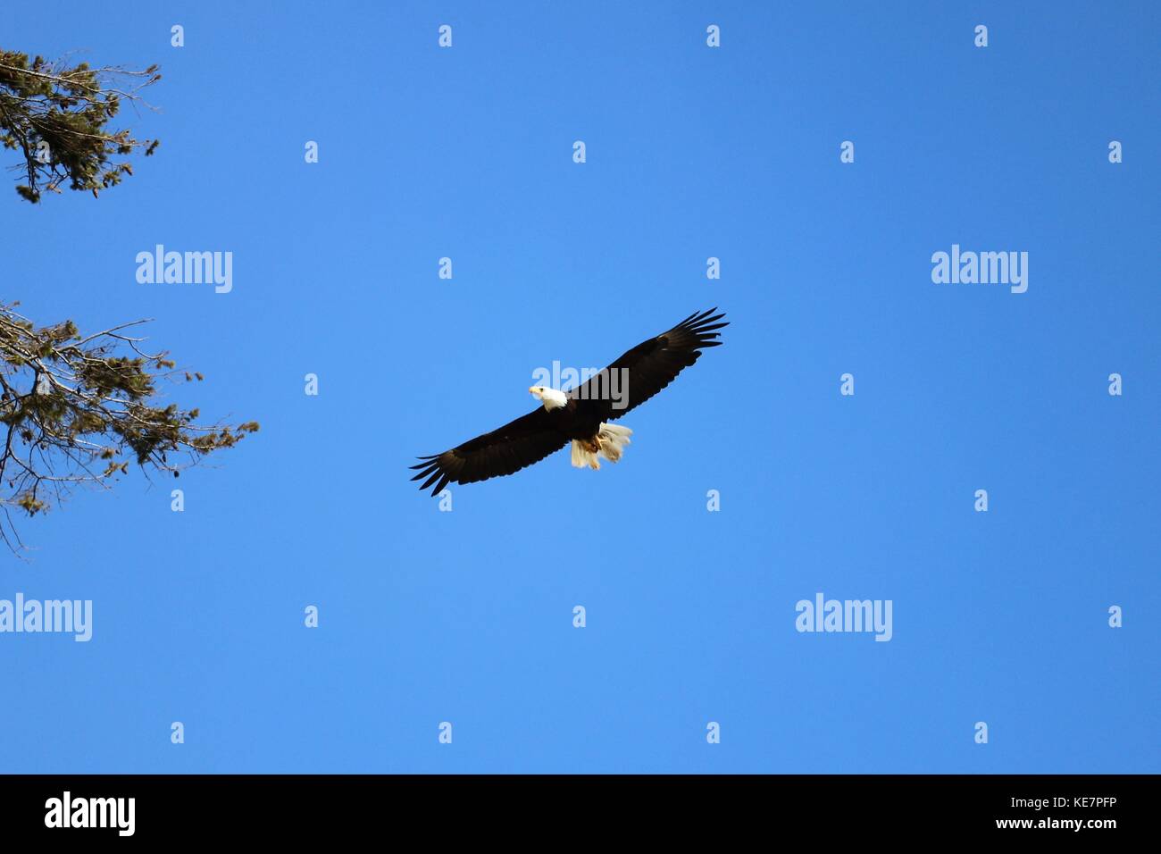 Weißkopf-Seeadler Stockfoto