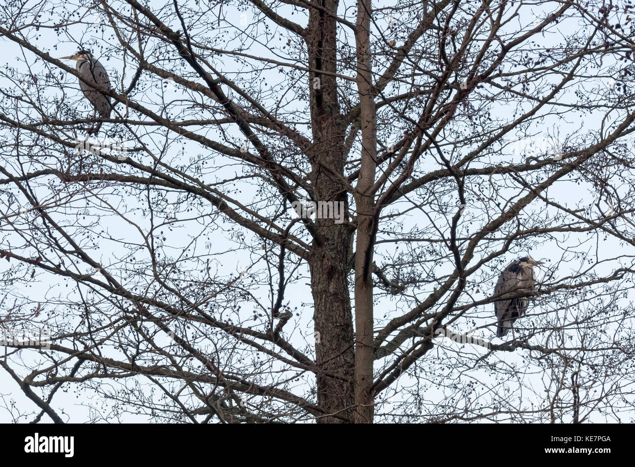 Graureiher (Ardea cinerea) auf einem Baum, Schweden thront. Stockfoto