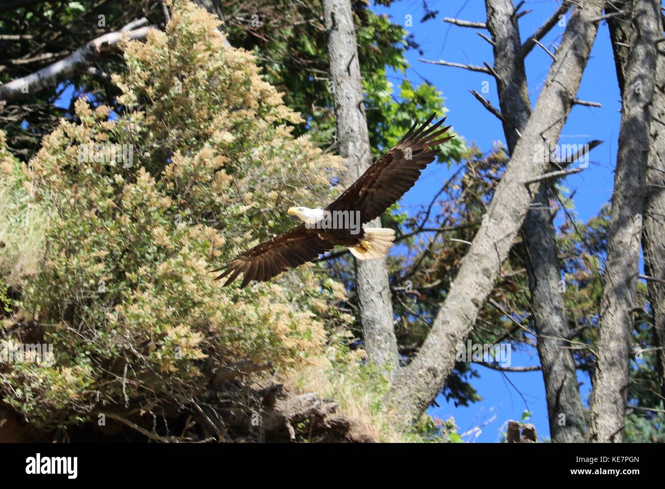 Weißkopf-Seeadler Stockfoto