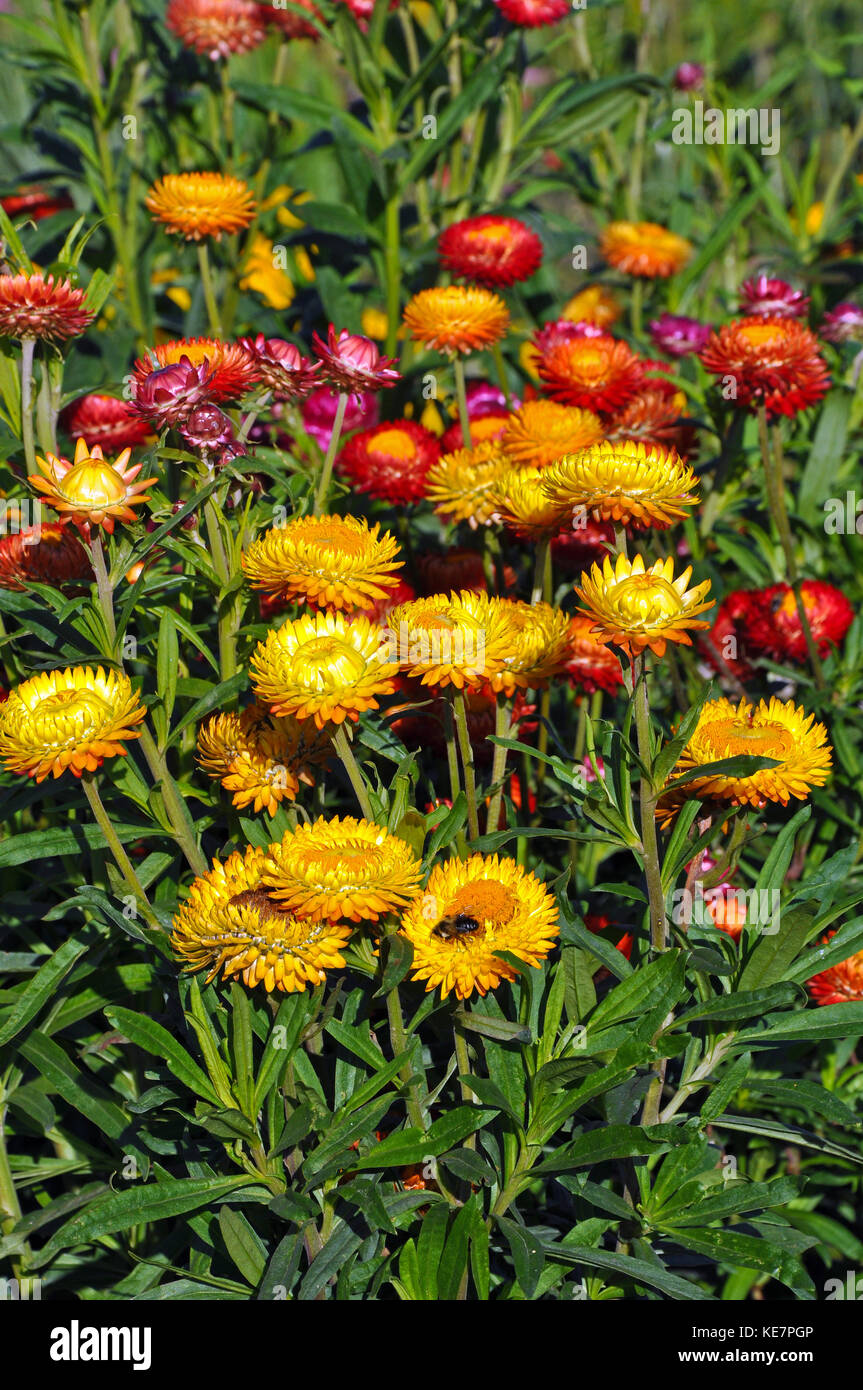 Schöne rote und orangefarbene Taste Blumen mit Honey Bee Stockfoto
