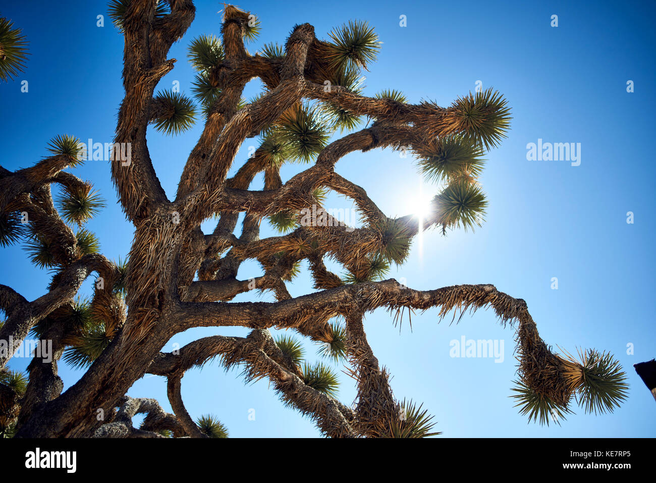 Joshua Tree (Yucca Buergeri) vor blauem Himmel, Joshua Tree National Park, Kalifornien, Vereinigte Staaten von Amerika Stockfoto