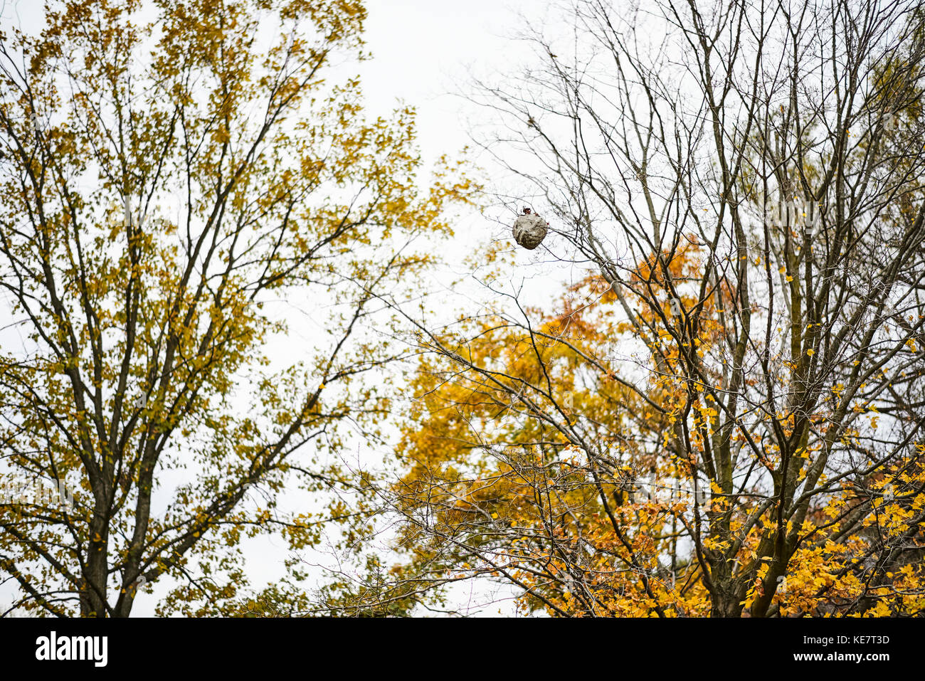 Wasp Nest an einem Baum im Herbst; Toronto, Ontario, Kanada Stockfoto
