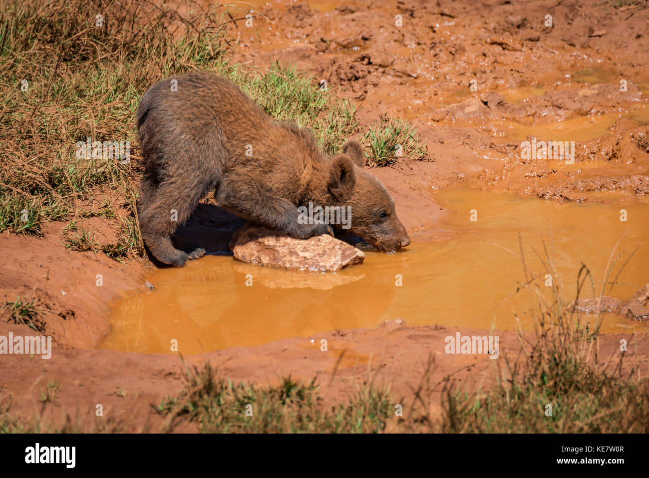 Brown Bear Cub (Ursus arctos) Trinken Von Muddy-Pool; Parque de la Naturaleza de Cabárceno, Kantabrien, Spanien Stockfoto