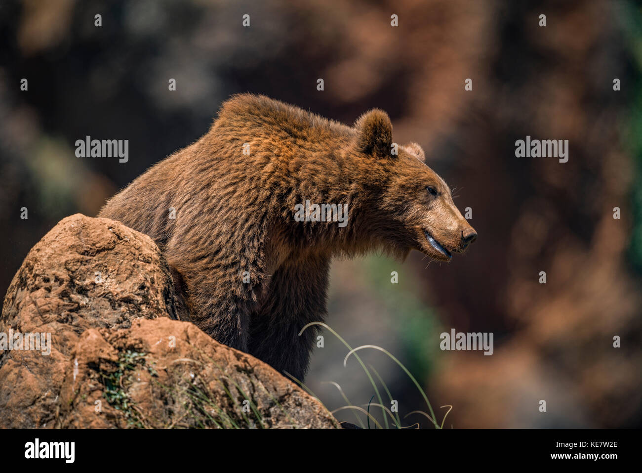 Braunbär (Ursus arctos) auf Fels, Parque de la Naturaleza de Cabárceno, Kantabrien, Spanien Stockfoto
