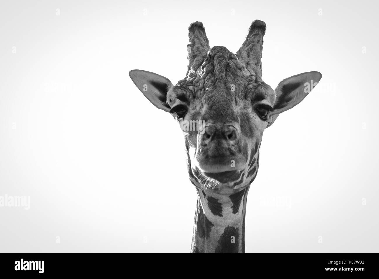 Nahaufnahme der Giraffe (Giraffa Camelopardalis) in die Kamera schauen; Parque de la Naturaleza de Cabárceno, Kantabrien, Spanien Stockfoto