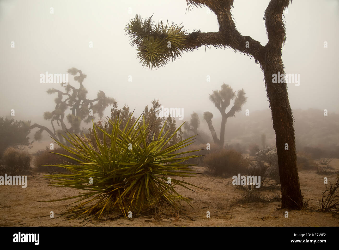 Wüstenlandschaft mit Joshua-Bäumen (Yucca Brevifolia), Yucca-Pflanzen, Cholla-Kaktus (Cylindropuntia) und anderen Pflanzen im Winternebel bei Joshua Tree N... Stockfoto