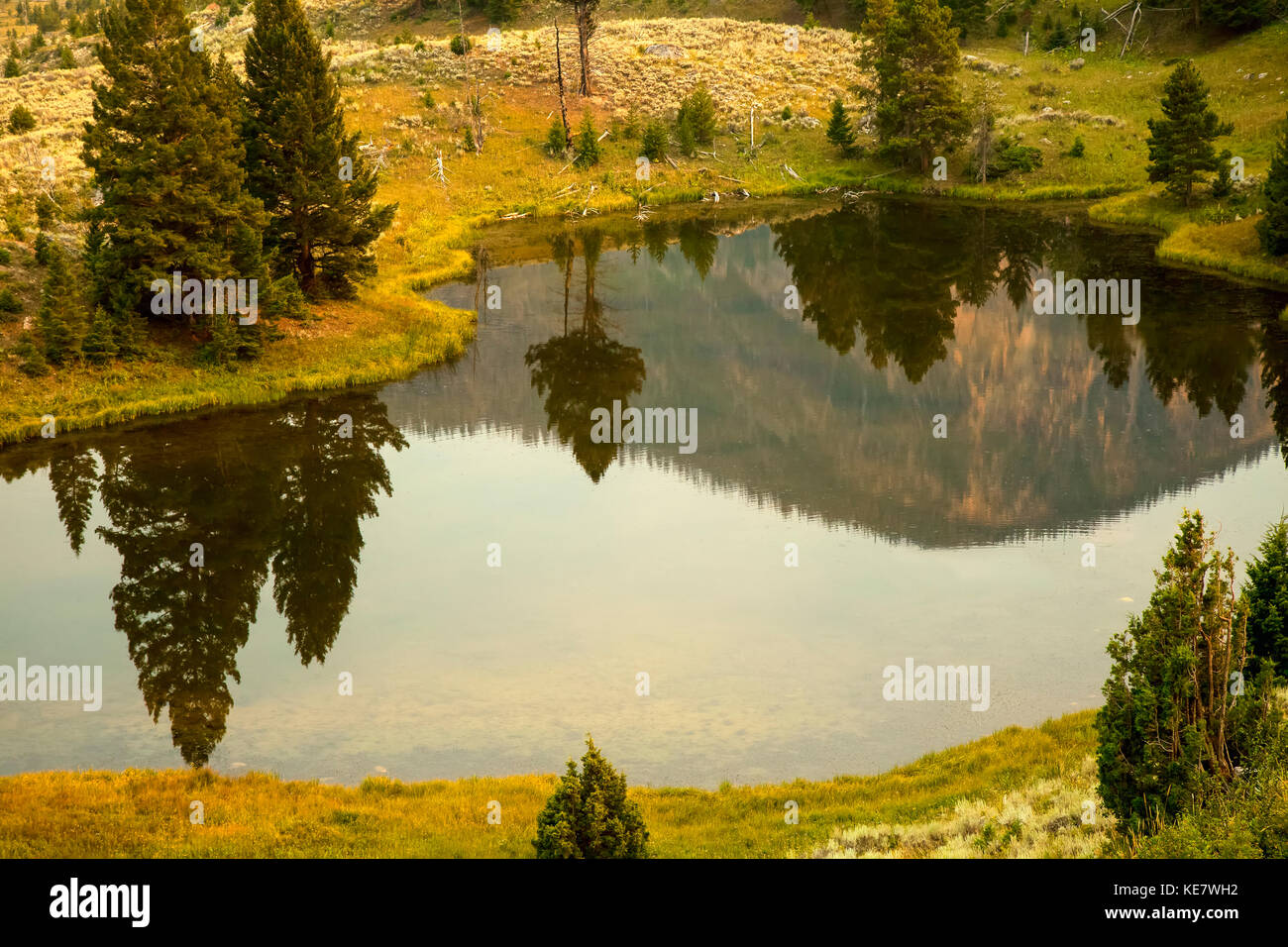 Immergrüne Bäume und Hügel spiegeln sich in einem kleinen Teich in der Yellowstone National Park im Sommer (Rauch in der Luft zu Goldene Farbe trägt) Stockfoto