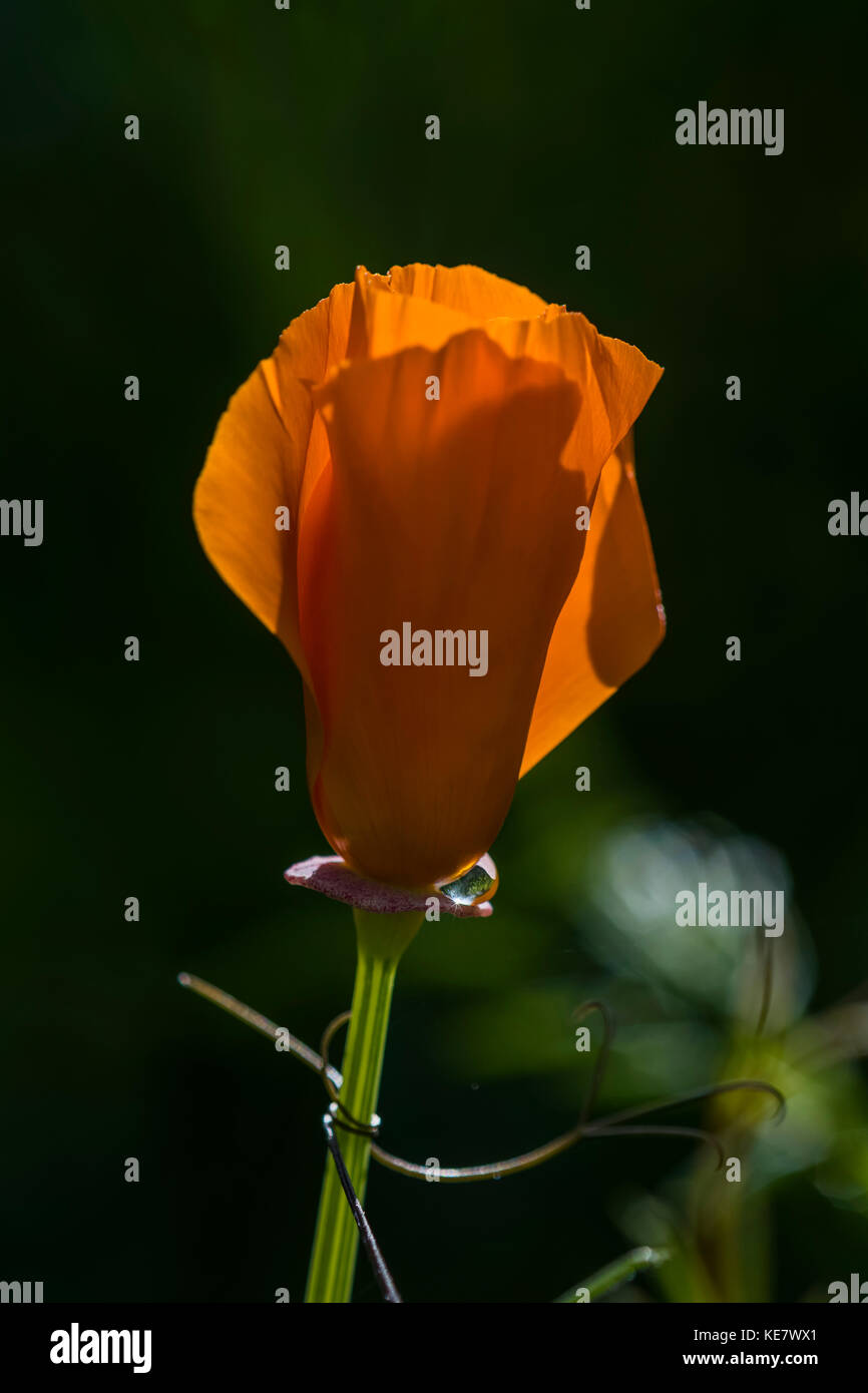 Ein Kalifornischer Mohn (Eschscholzia californica) Leuchtet Im Garten; Astoria, Oregon, Vereinigte Staaten von Amerika Stockfoto