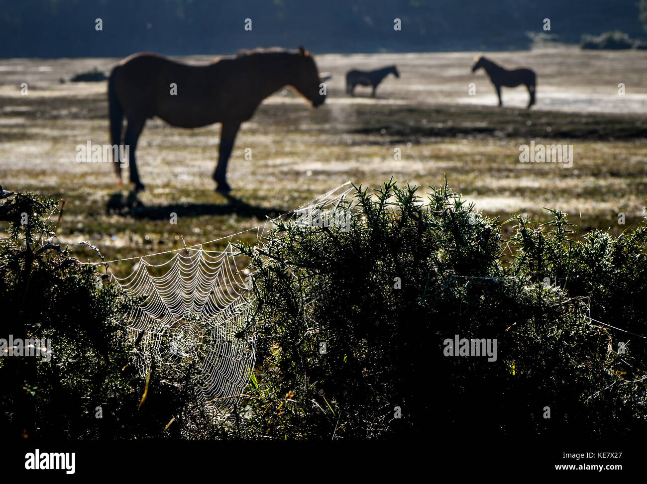 Drei neue Wald Pferde stehen am frühen Morgen Herbst glühen, Aufwärmen, wenn die Sonne aufgeht mit einem Spinnennetz im Vordergrund im Tau. Stockfoto