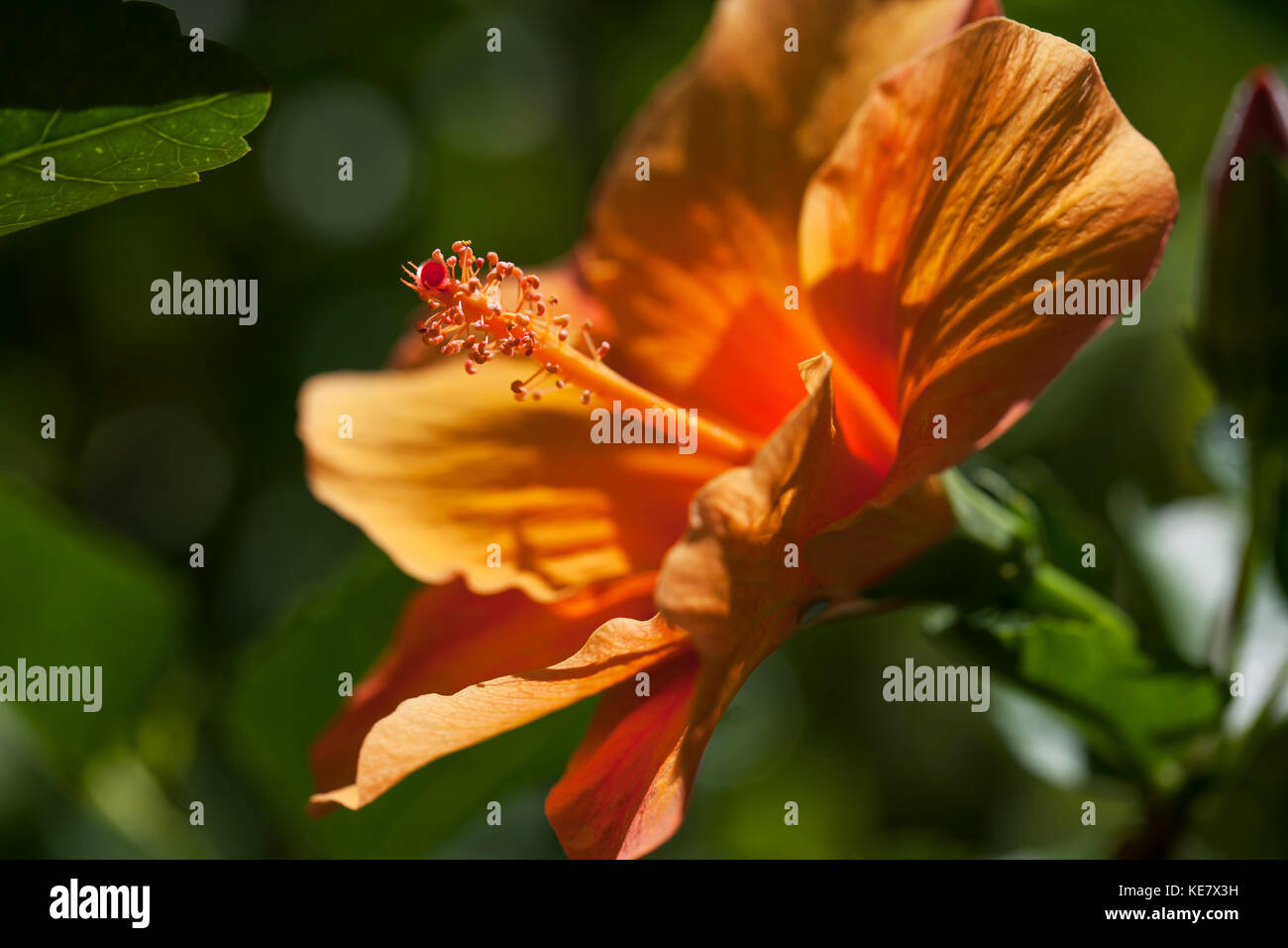 Orange Hibiscus; Anda, Bohol, Central Visayas, Philippinen Stockfoto