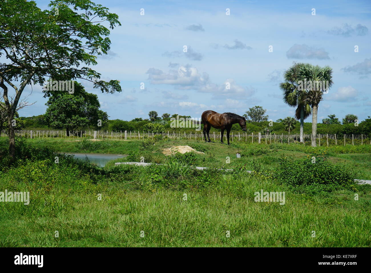 Vida salvaje, wilde Tiere, Pferde Stockfoto