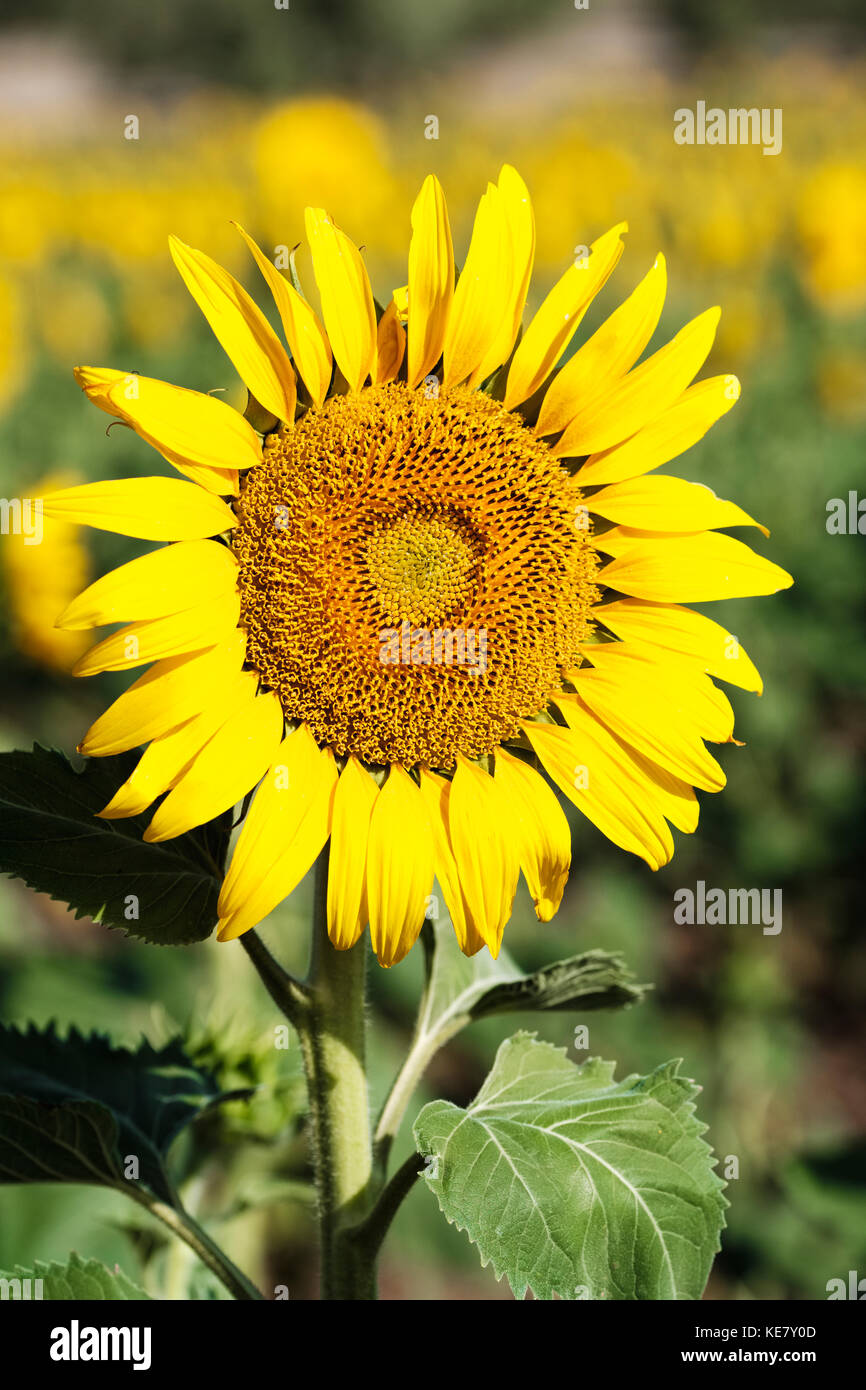 Gemeinsame Sonnenblume (Helianthus Annuus, Asteraceae); Campillos, Malaga, Andalusien, Spanien Stockfoto