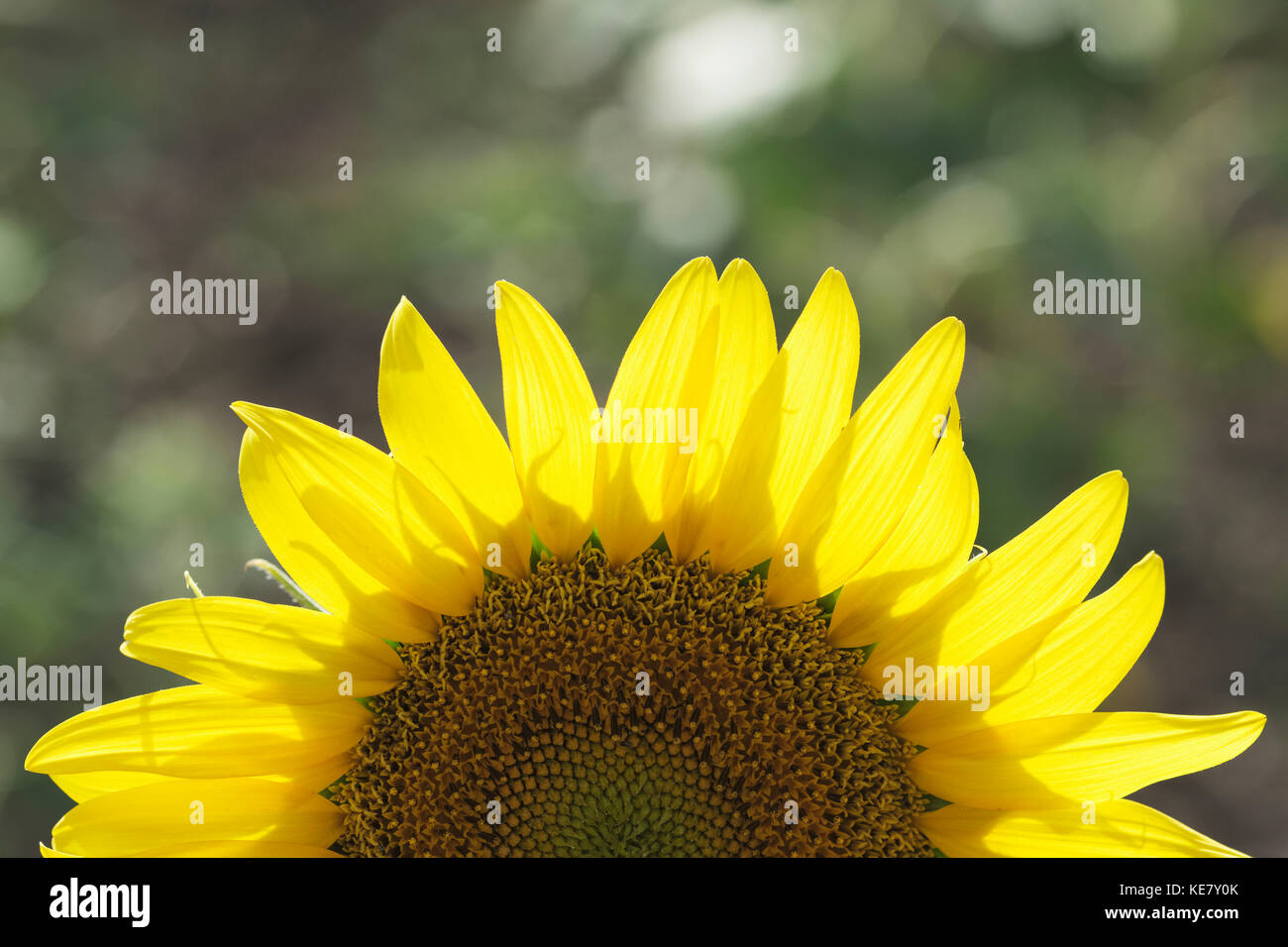 Gemeinsame Sonnenblume (Helianthus Annuus, Asteraceae); Campillos, Malaga, Andalusien, Spanien Stockfoto