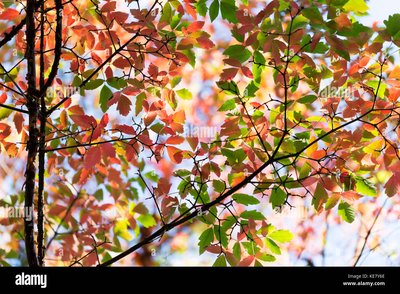 Herbst bunte Blätter auf einem Baum an der Japanischen Gärten auf Mayne Insel; Gulf Islands, British Columbia, Kanada Stockfoto