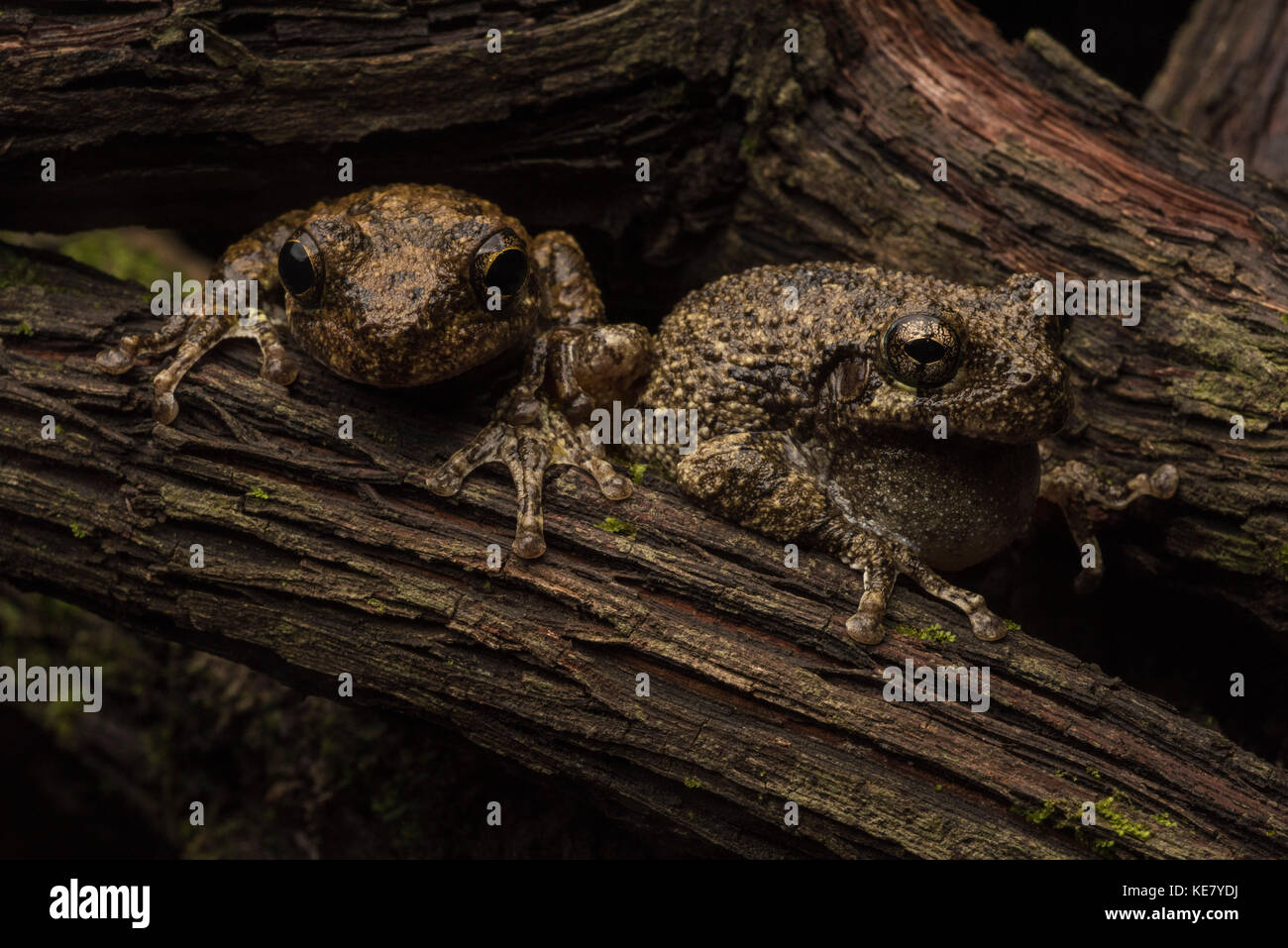 Ein paar Graue 'sCope Tree frogs kurzzeitig sitzen nebeneinander vor auseinander bewegen. Stockfoto