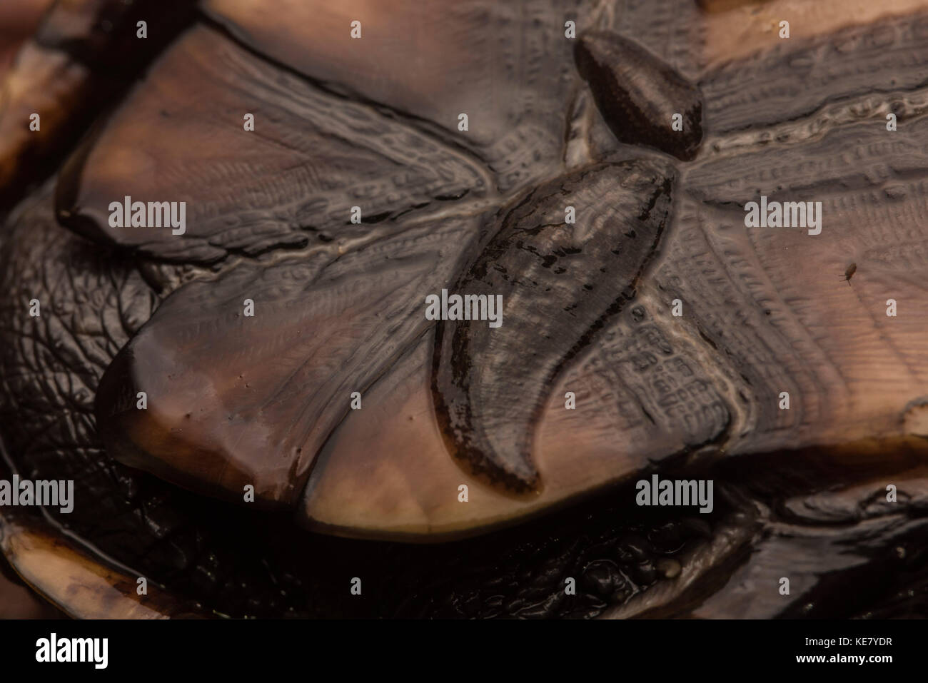Blutegel häufig Schildkröten parasitieren, dieser Kinosternon sp. Moschus Schildkröte hatte zwei Blutegel an der Unterseite der Schale befestigt. Stockfoto