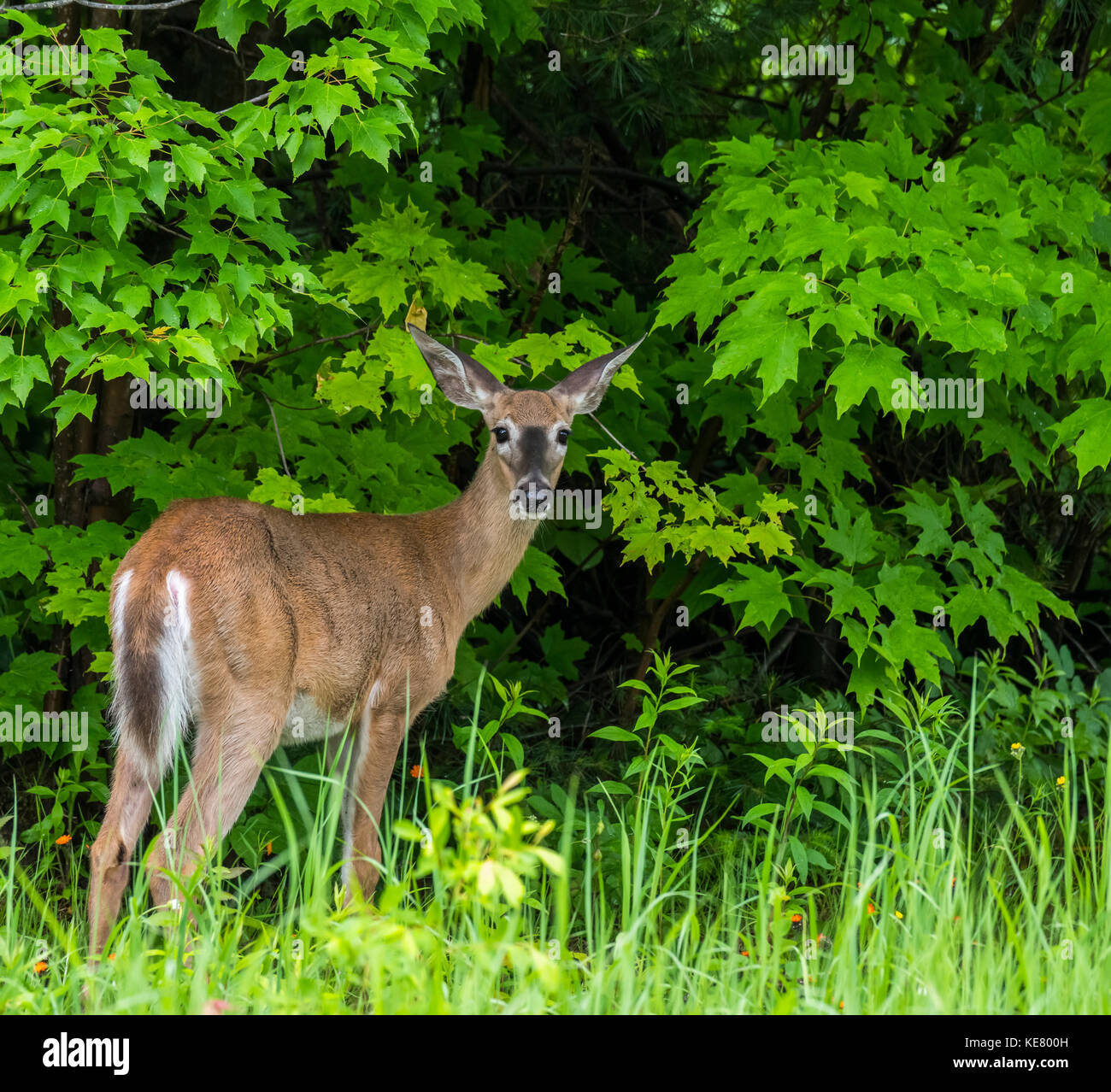 Eine doe (cervidae) steht im hohen Gras am Rande eines Waldes Blick zurück über die Schulter; Redbridge, Ontario, Kanada Stockfoto
