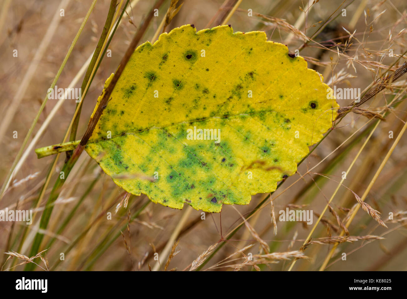 Eine Red Alder Blatt im hohen Gräsern ausgesetzt, Astoria, Oregon, Vereinigte Staaten von Amerika Stockfoto