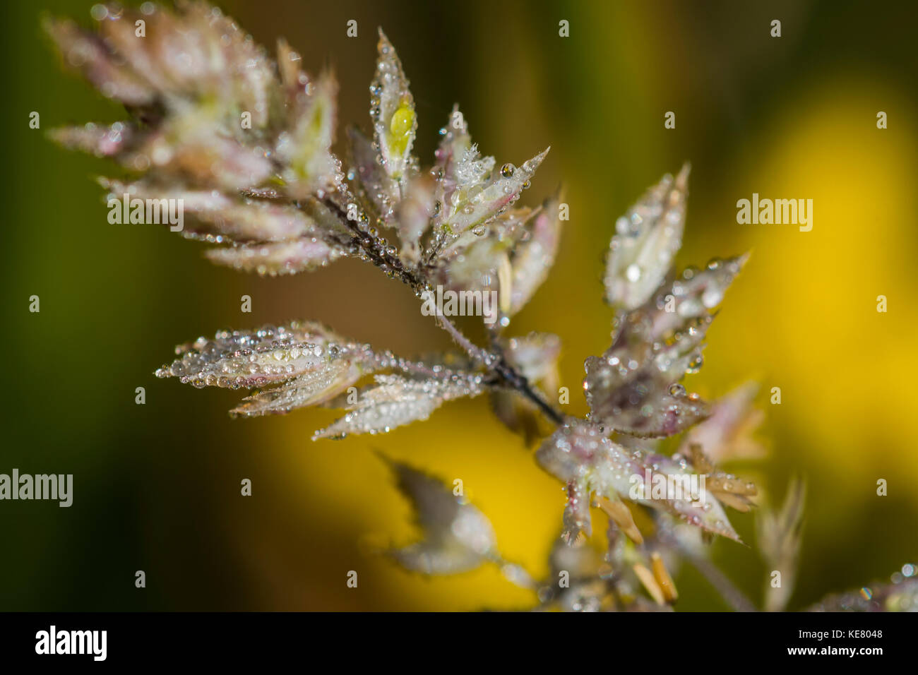 Gras bedeckt in Wassertropfen wächst auf einer Wiese; Astoria, Oregon, Vereinigte Staaten von Amerika Stockfoto