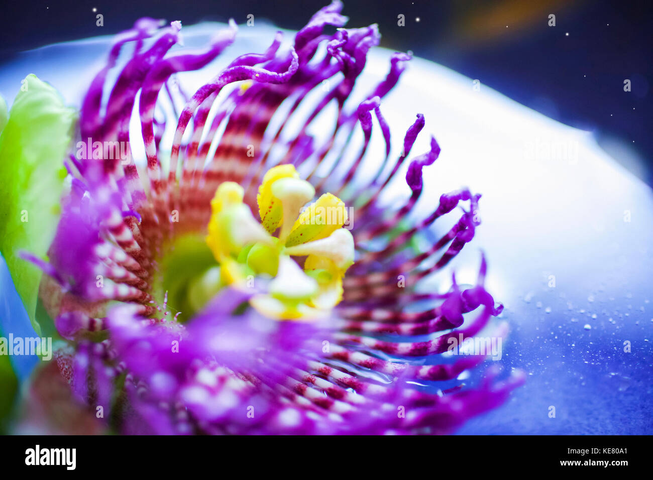 In der Nähe von einem schönen Passion Fruit Flower in Pink und Gelb; Kilauea, Insel von Hawaii, Hawaii, Vereinigte Staaten von Amerika Stockfoto