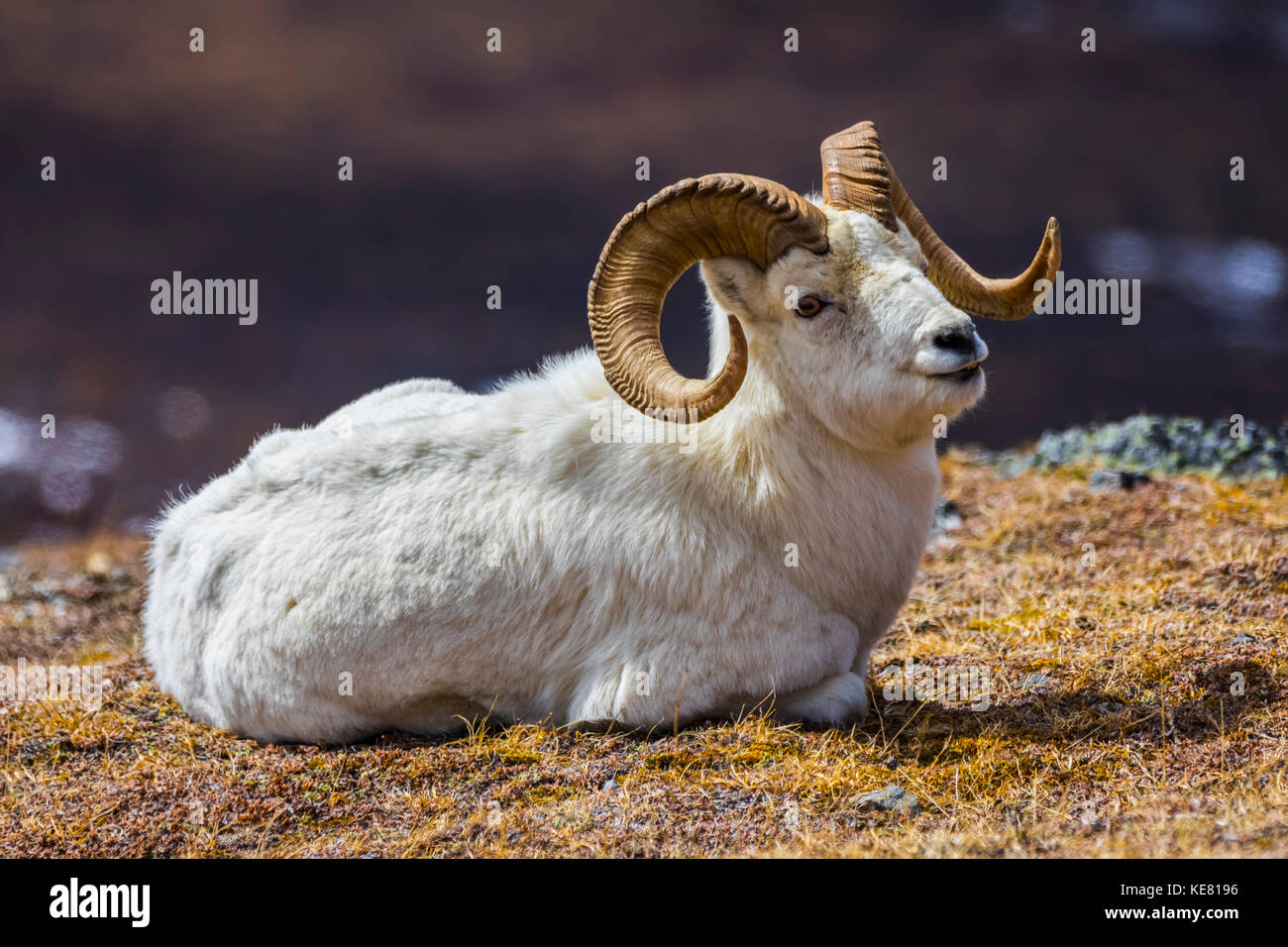 Ein Dall Schaf (Ovis dalli) Ram liegt an einem Berghang im Denali National Park in der Nähe des Wilden Alpine Trail, Alaska, Vereinigte Staaten von Amerika Stockfoto