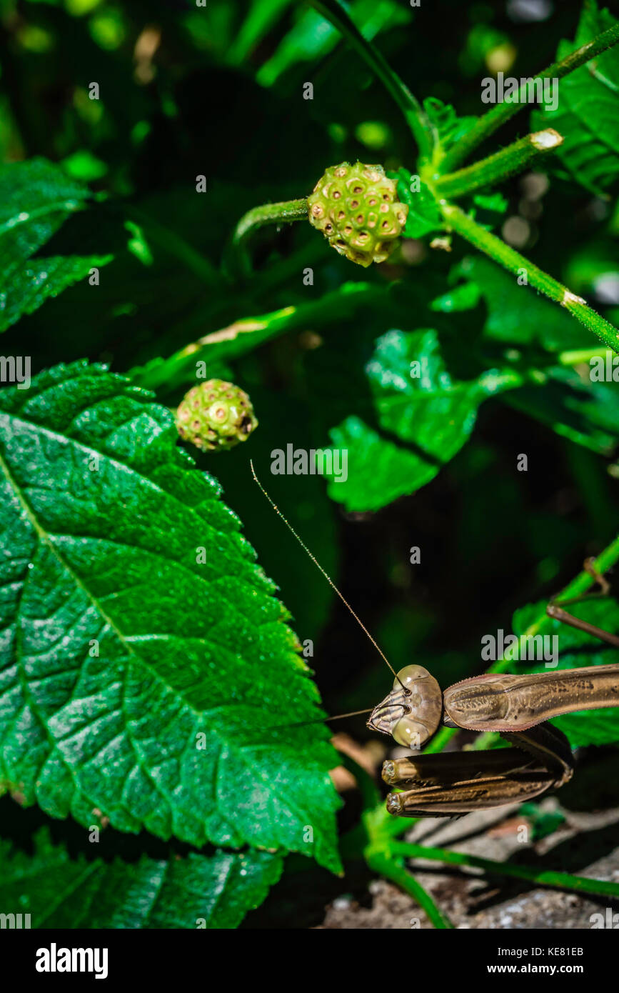 Betende Gottesanbeterin im Garten. Stockfoto