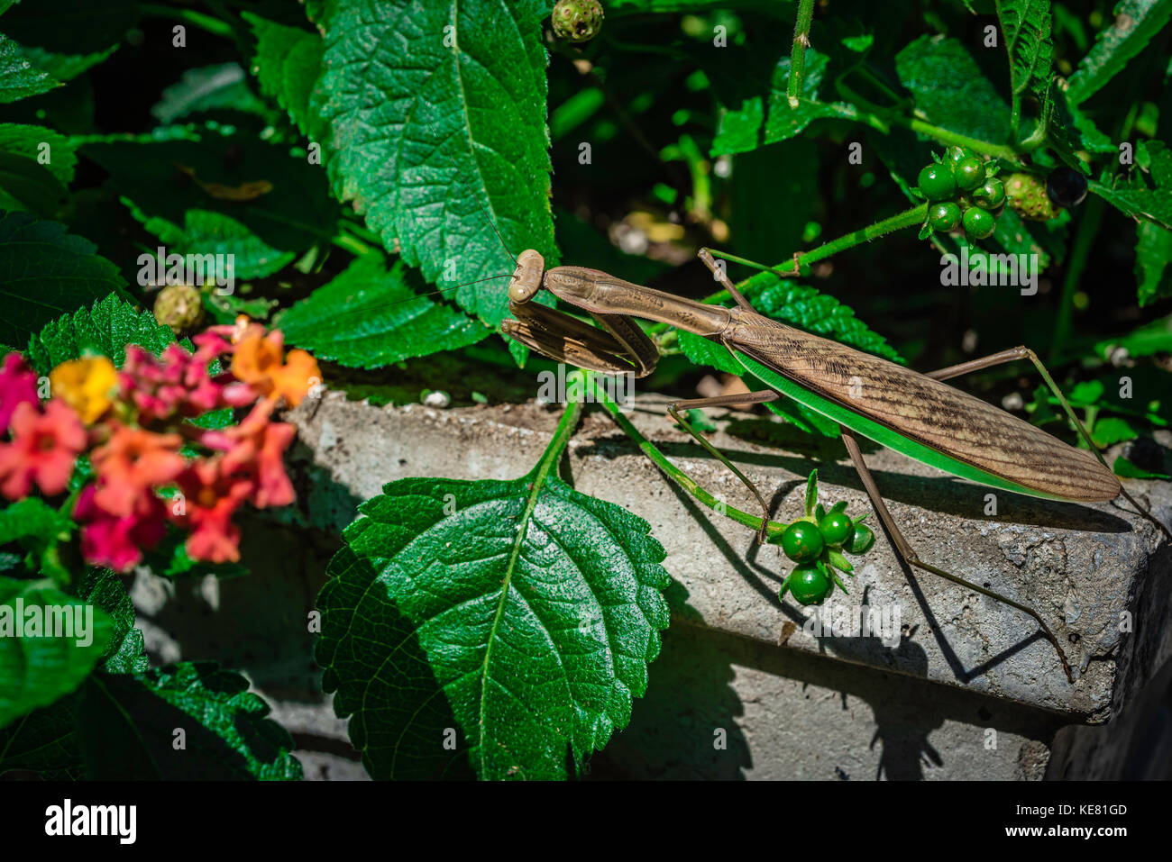 Betende Gottesanbeterin im Garten. Stockfoto