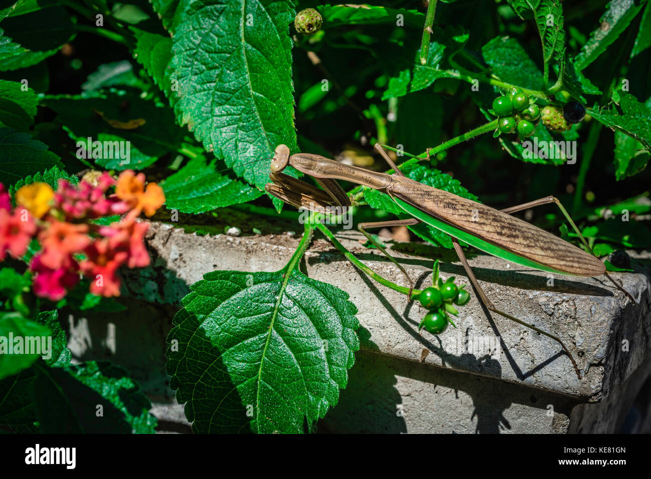 Betende Gottesanbeterin im Garten. Stockfoto