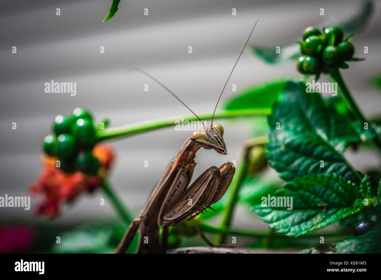 Betende Gottesanbeterin im Garten. Stockfoto