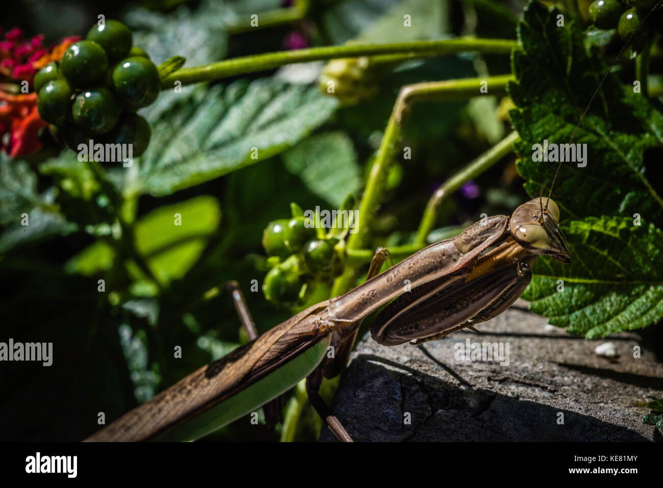 Betende Gottesanbeterin im Garten. Stockfoto