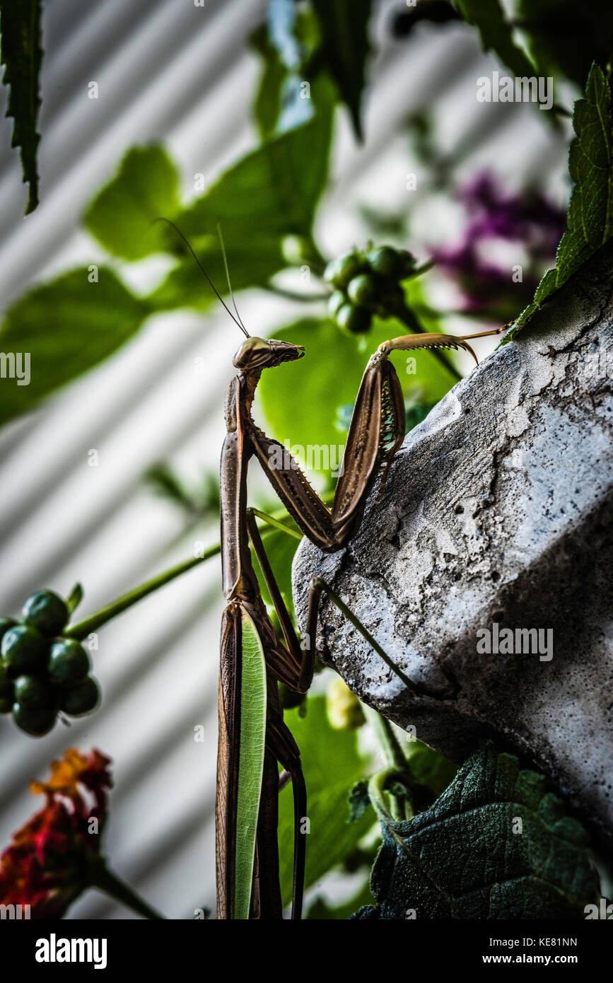 Betende Gottesanbeterin im Garten. Stockfoto