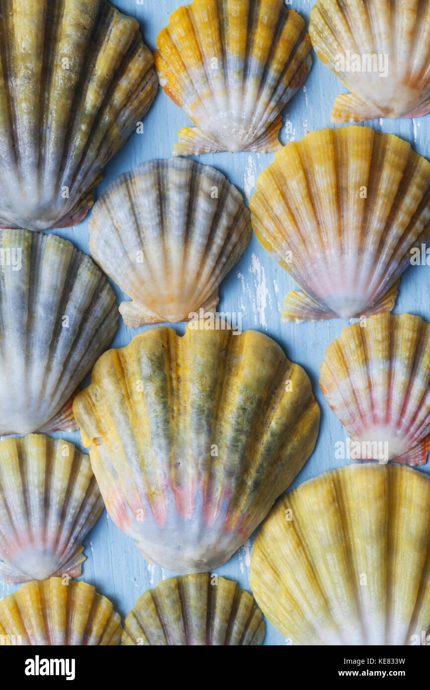 Schöne seltene einheimische hawaiische sunrise Jakobsmuscheln (Langford Pecten) auf einem blauen Hintergrund gelegt Stockfoto