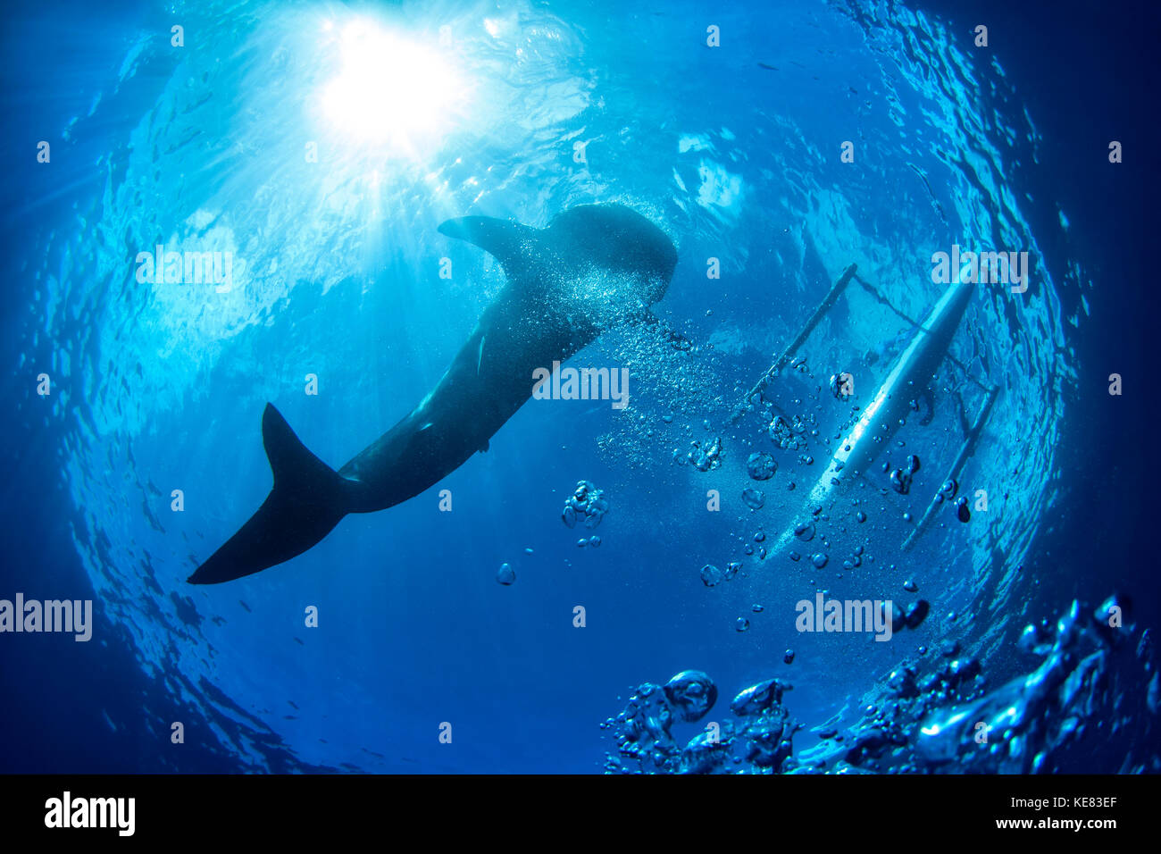 Der Walhai (Firma IPCON Typus) von Unten; Cebu, Central Visayas, Philippinen Stockfoto