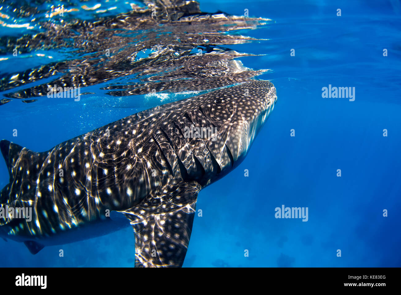 Nahaufnahme von einem Walhai (Firma IPCON Typus); Cebu, Central Visayas, Philippinen Stockfoto