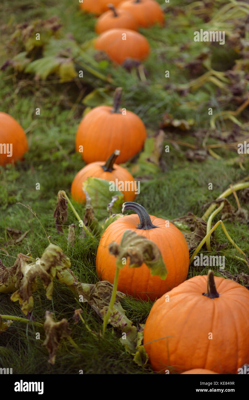 Kürbisse auf einem Bauernhof Pumpkin Patch in British Columbia, Kanada Stockfoto