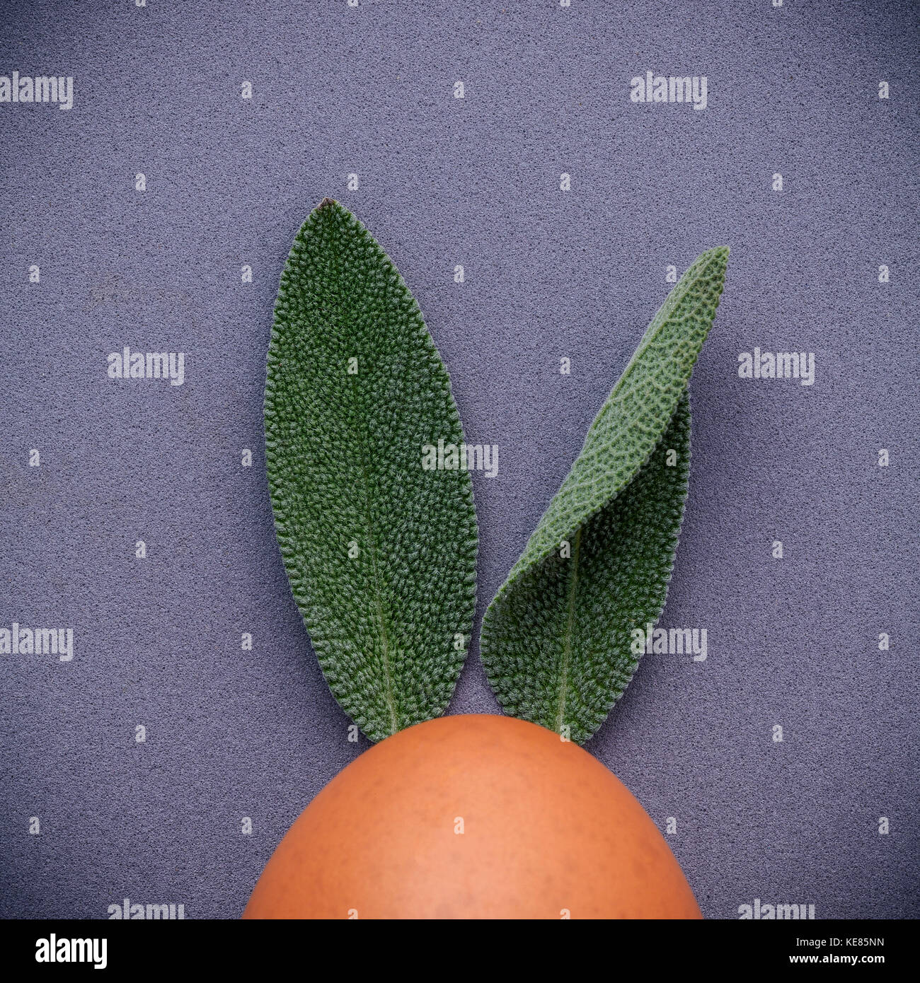 Osterhasen Ohren von Salbei Blätter gemacht. diy und minimale Ostern Konzept auf grauem Hintergrund mit Flach Platz kopieren und Stockfoto