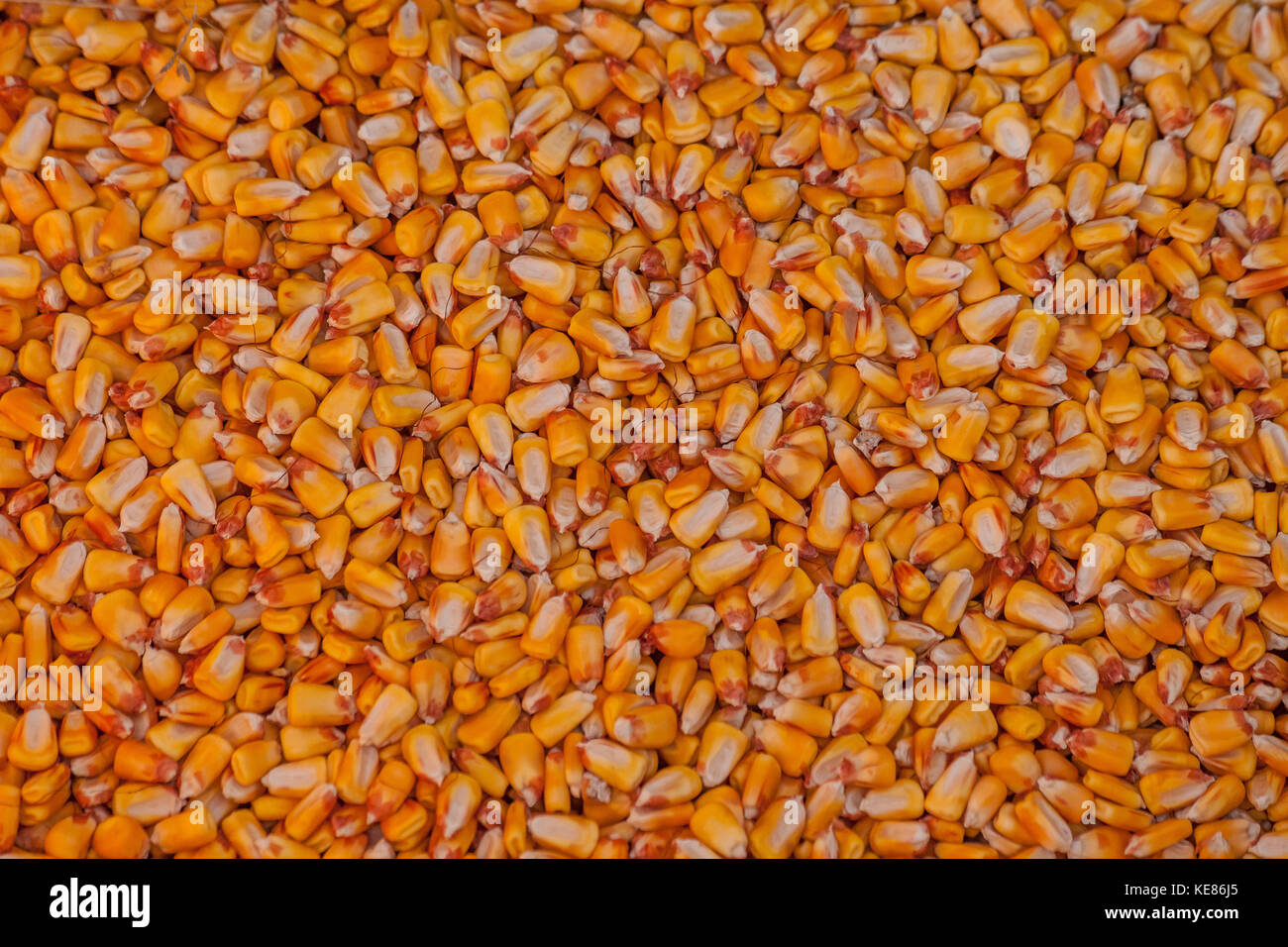 Golden Kerne von Feld Mais. Stockfoto
