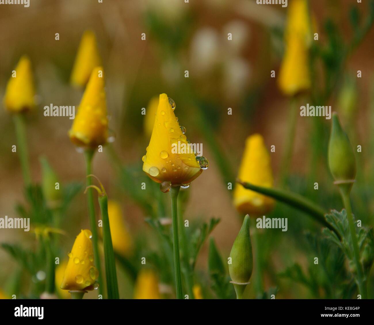 Eschscholzia californica über mit Tautropfen zu öffnen. Stockfoto