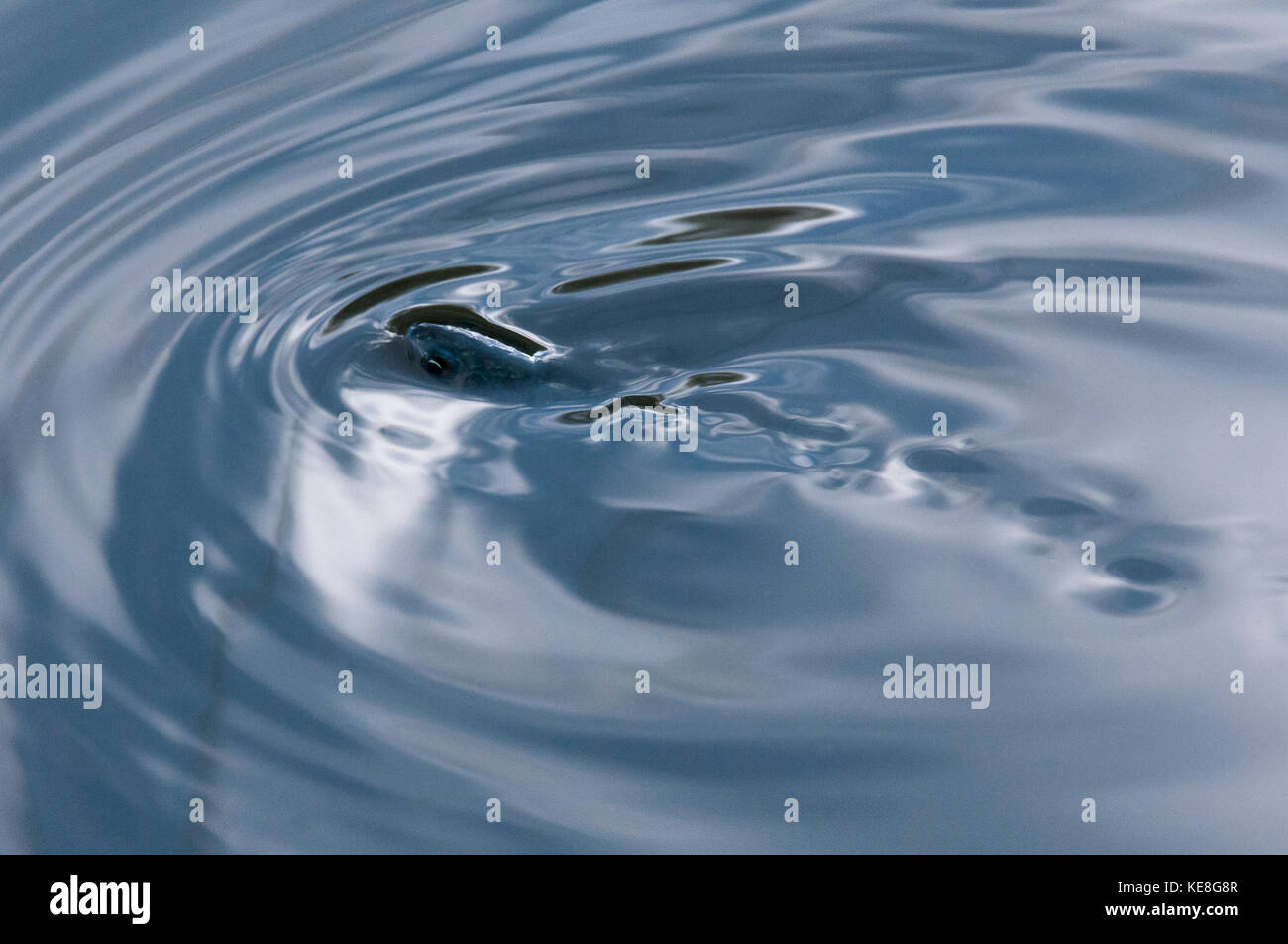 Fische schwimmen auf der Wasseroberfläche Wellen erzeugen Stockfoto