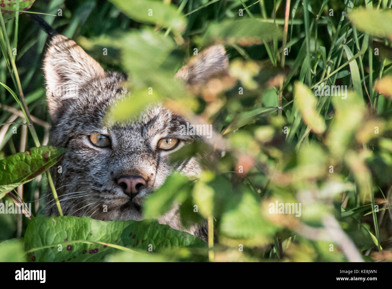 Ein Luchs späht durch das Laub während der Jagd Stockfoto
