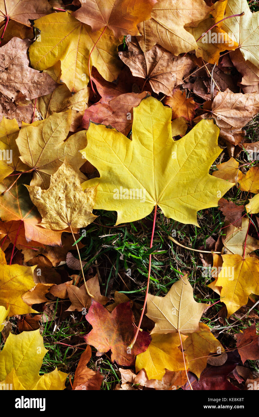 Overhead shot der Blätter im Herbst in einer Mischung aus goldenen und gelben Farbtönen, fotografiert im Freien bei Tageslicht auf Gras. Stockfoto
