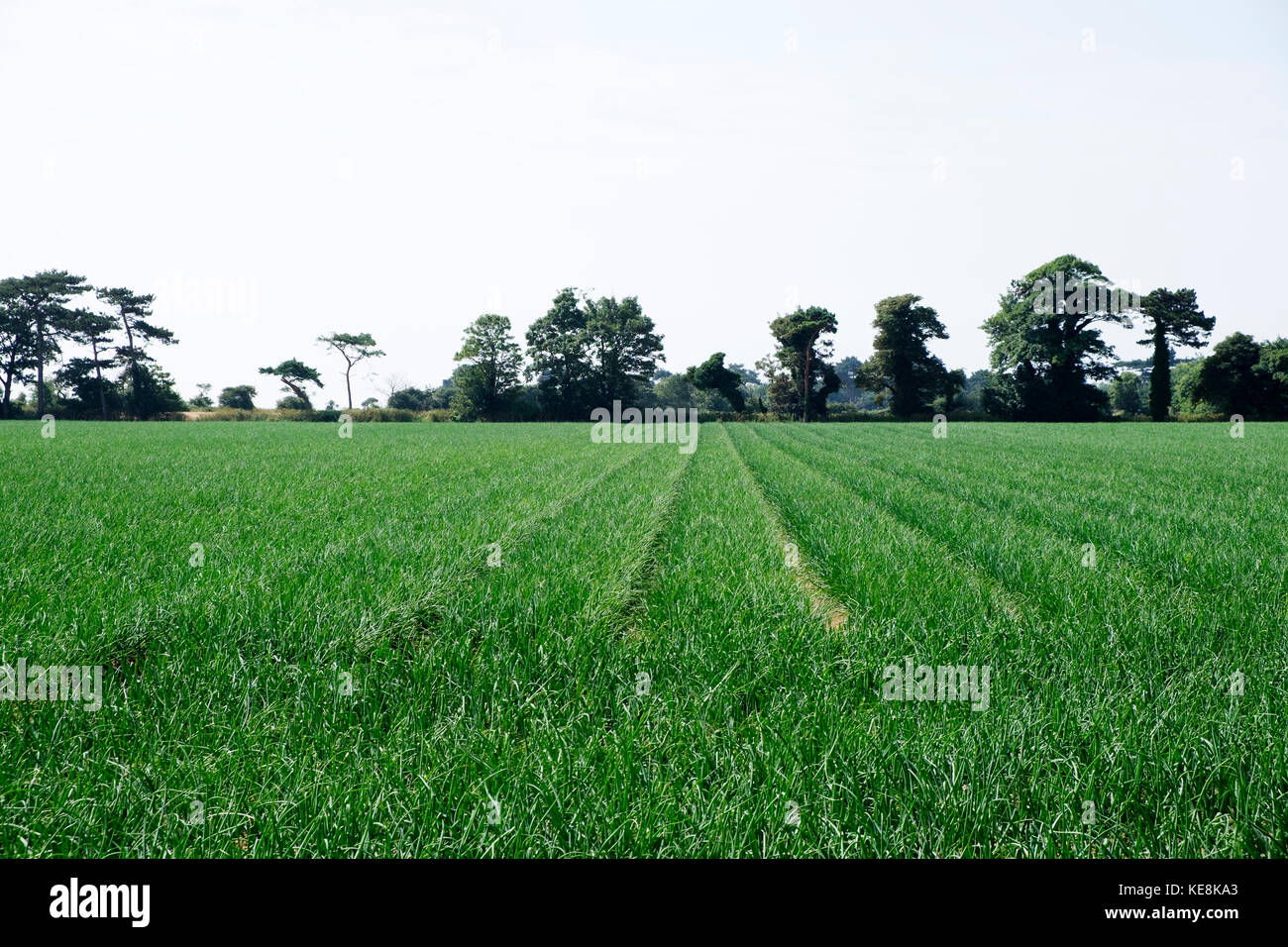 Zwiebel schneiden Bawdsey Suffolk UK Stockfoto