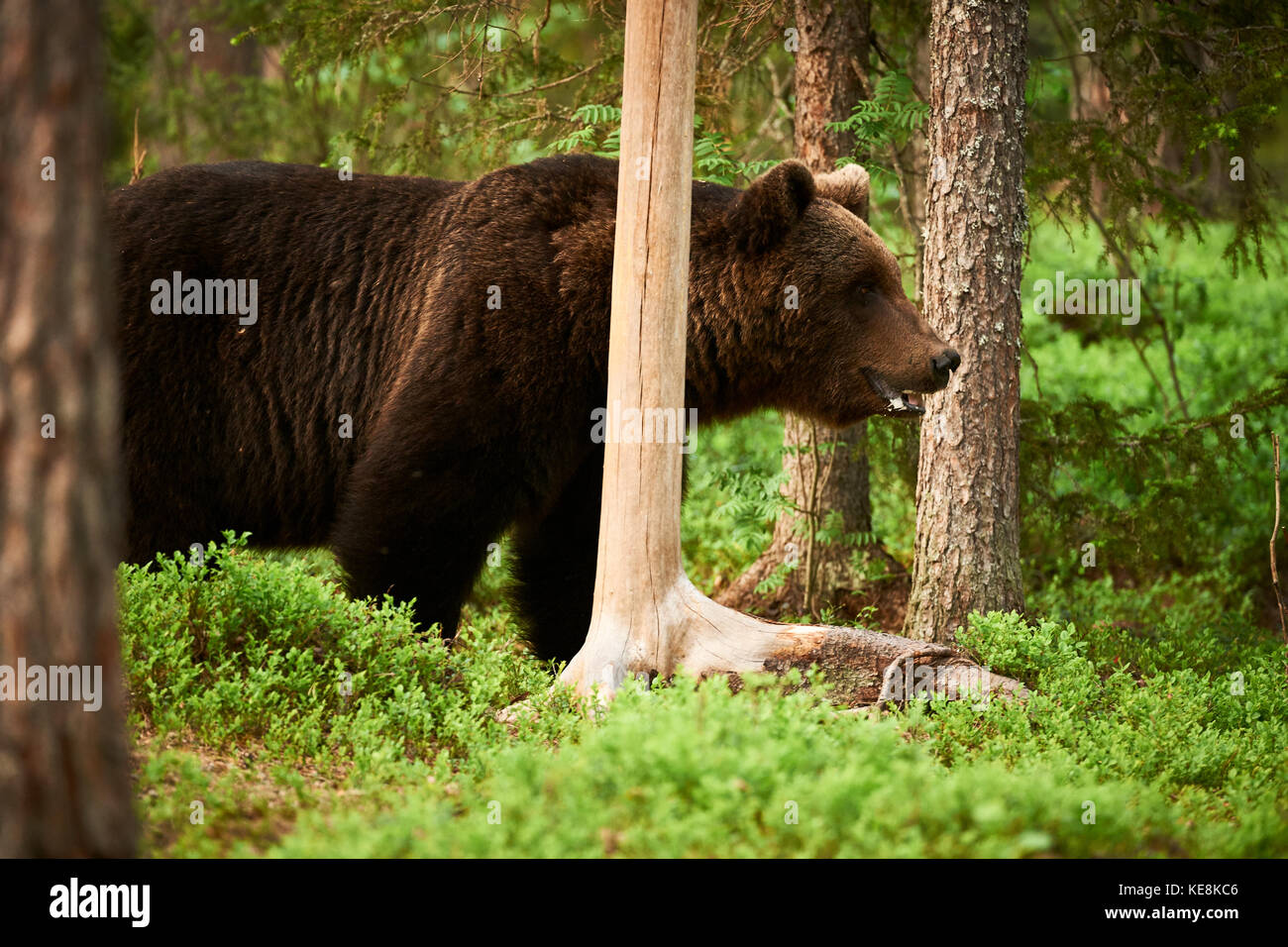Brauner Bär wandern frei in der finnischen Taiga Stockfoto