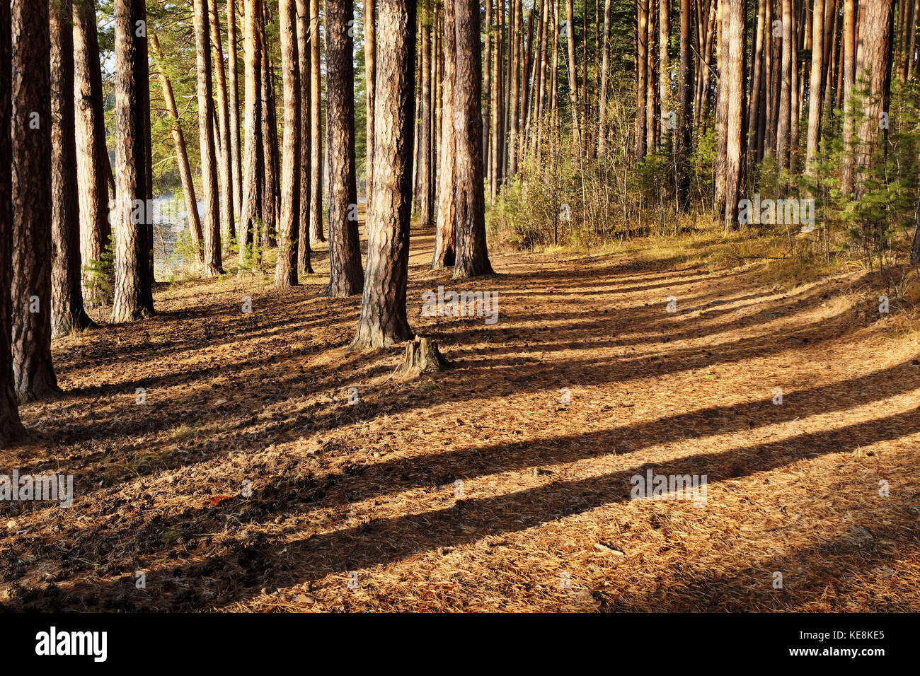 Herbst Kiefernwald am Ufer des Sees Stockfoto