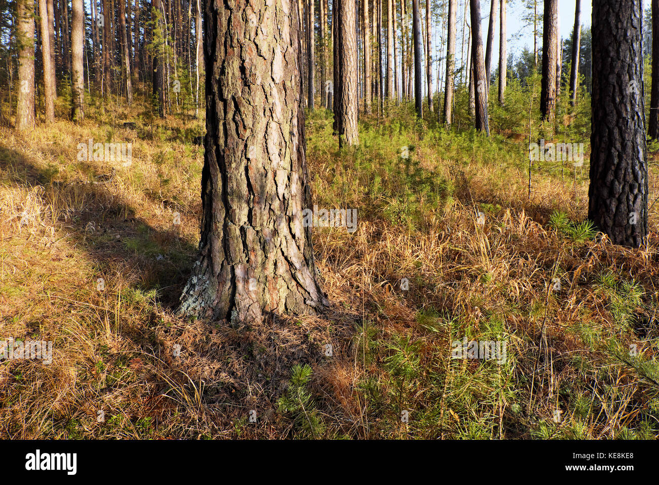 Große alte Kiefer in einem Wald ohne Unterholz Stockfoto