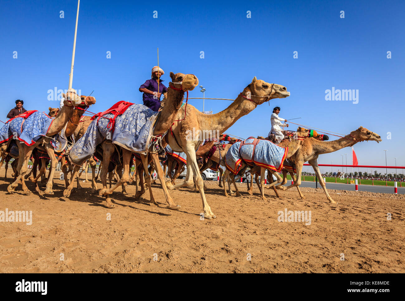 Dubai, Vereinigte Arabische Emirate - 25. März 2016: Üben für Kamelrennen in Dubai camel Racing Club, Al marmoom, VAE Stockfoto