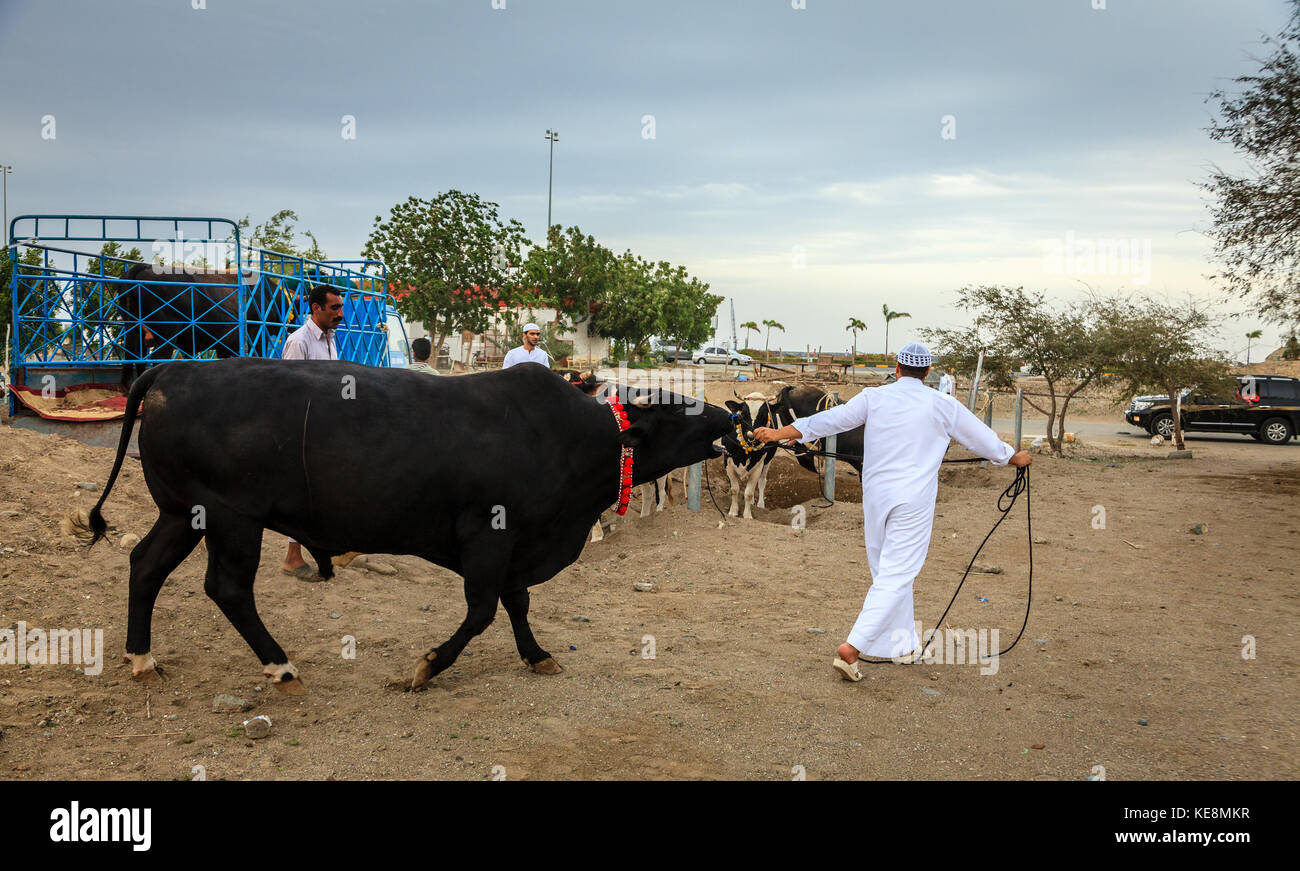 Fujairah, vae, April 1, 2016: die lokale Bevölkerung Stiere für die traditionellen Stierkämpfe in Fujairah, VAE Stockfoto