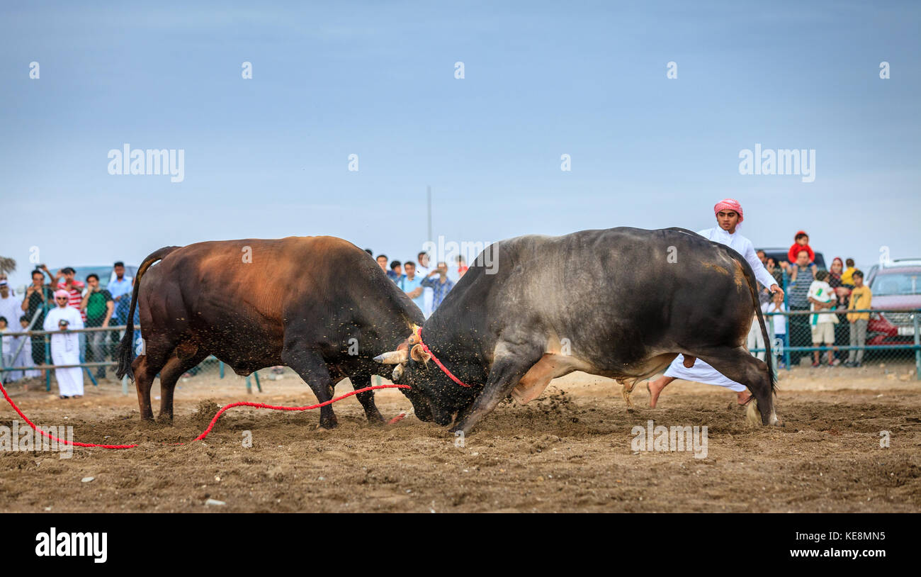 Fujairah, vae, April 1, 2016: Bullen kämpfen in eine traditionelle Veranstaltung in Fujairah, VAE Stockfoto